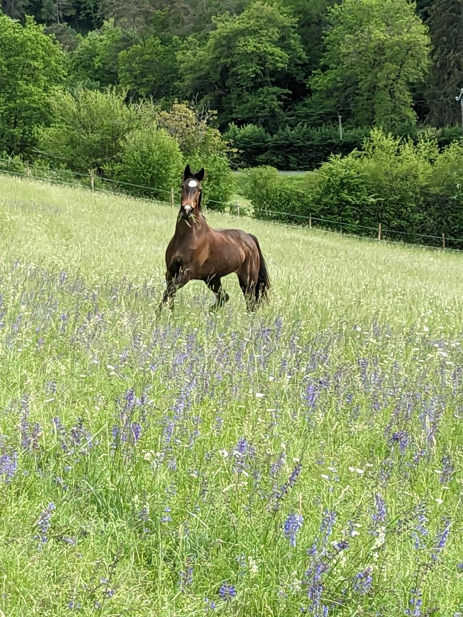 La Grange Symphorine, Chambre D'Hotes De Charme Situee Entre La Vallee De La Dordogne Et La Vallee De La Vezere Meyrals Esterno foto